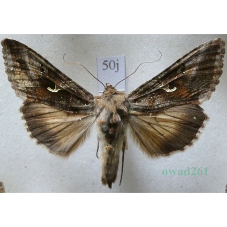 Autographa gamma (Linnaeus, 1758) Błyszczka jarzynówka Czech50j